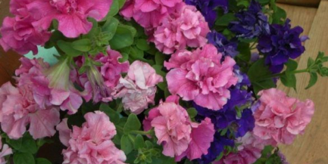 Jak uštípnout petúnii